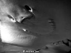Southern Atlantic Stingray by Andrea Lee 